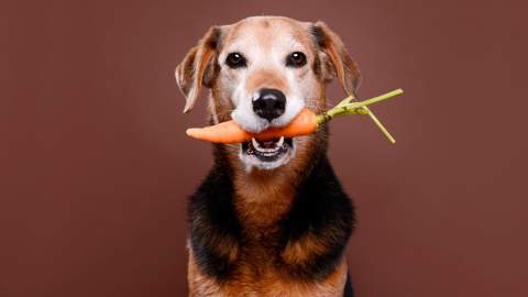 Alimentar a perros y gatos con pienso no es normal, pero lo hemos normalizado