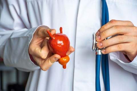 Foto conceptual del diagnóstico en urología. El médico sostiene en una mano el modelo de vejiga urinaria humana con próstata, en otro estetoscopio y lleva a cabo el proceso de diagnóstico y la presencia de enfermedades u