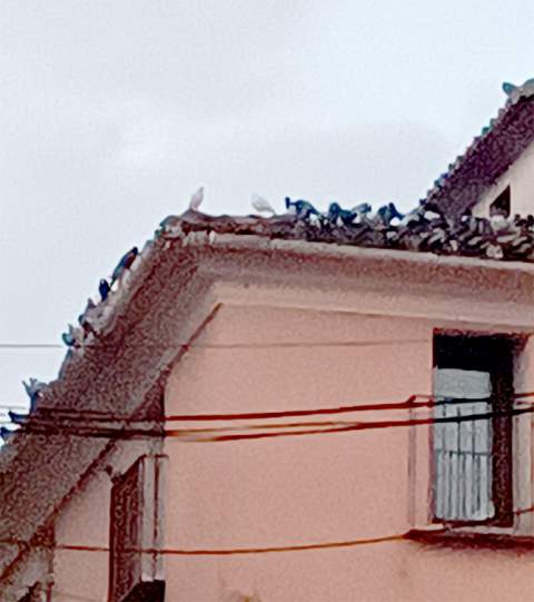 Cabanes pone en marcha un plan de control de palomas en el núcleo urbano