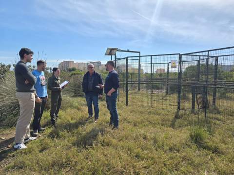 Oropesa del Mar instala dos jaulas de captura para controlar la población de jabalíes