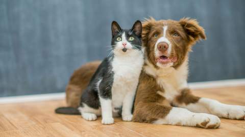 Neus Candela advierte: pequeños hábitos diarios pueden afectar seriamente la salud de perros y gatos