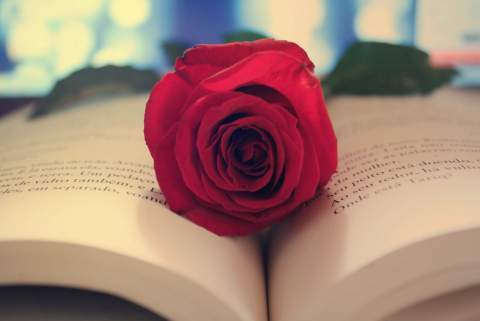 "The flower on the book" by Patr!c!a is licensed under CC BY-NC 2.0