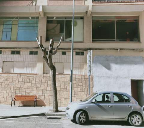 APNAL-Ecologistas en Acción de Vinaròs denuncia las podas indiscriminadas de árboles urbanos y sus repercusiones en la biodiversidad local