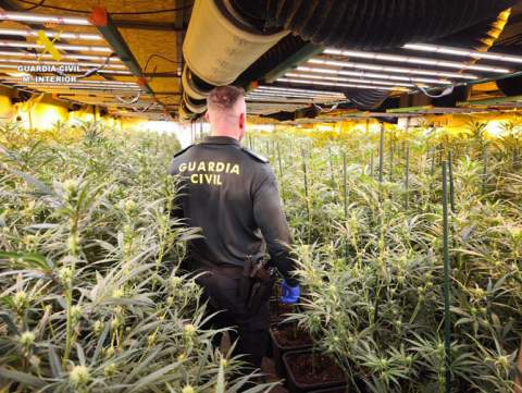 Desmanteladas dos plantaciones “indoor” con 2.600 plantas de marihuana en Vinaròs y Sant Rafael del Riu