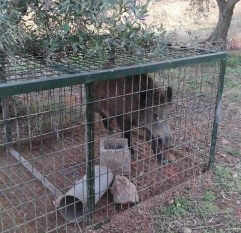 El Síndic de Greuges respalda las acciones del Ayuntamiento de Alcalà-Alcossebre ante la proliferación de jabalíes