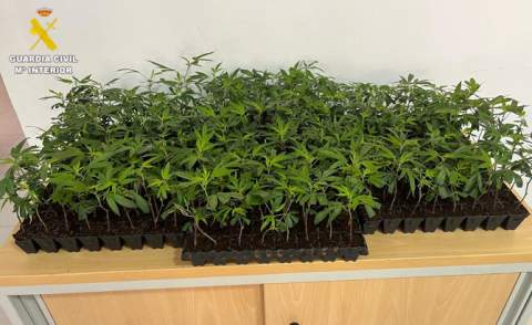 La Guardia Civil intercepta en la N-340 un vehículo con 288 plantas de marihuana en Benicarló