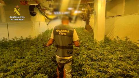 La Guardia Civil desmantela en Torreblanca una plantación ilegal de marihuana y detiene a un joven de 29 años