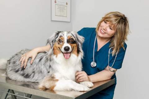Otitis en perros durante el verano: señales que no conviene normalizar
