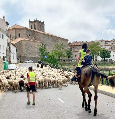 Cerca de 900 ovejas llegan a Vistabella del Maestrat en un histórico paso trashumante desde Cabanes