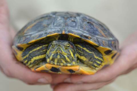 Tortuga de Florida