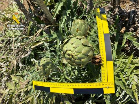 La Guardia Civil esclarece un caso de producción fraudulenta de la variedad de alcachofa “Green Queen” en Vinaroz