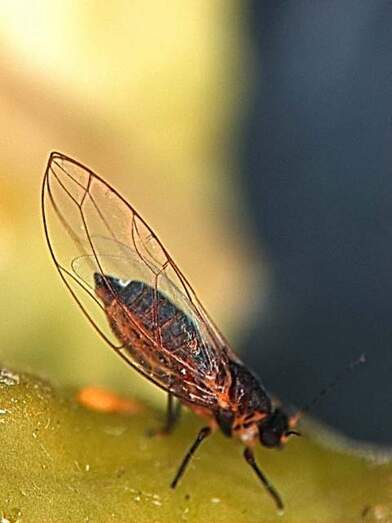 Hembra de Trioza erytreae