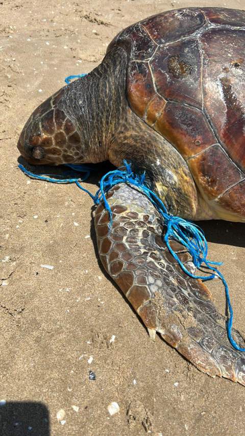 Tortuga enmallada encontrada por un/a ciudadano/a que avisó al 112