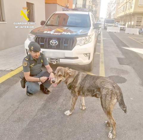 Investigado un hombre en Burriana por abandonar a un cachorro gravemente enfermo en una carretera