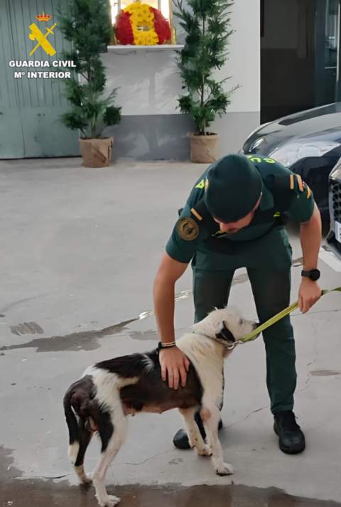 Un perro desnutrido y enfermo es salvado gracias a la rápida actuación del SEPRONA y la Policía Local