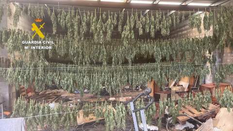 La Guardia Civil desmantela un cultivo de marihuana en una nave agrícola de Sant Jordi