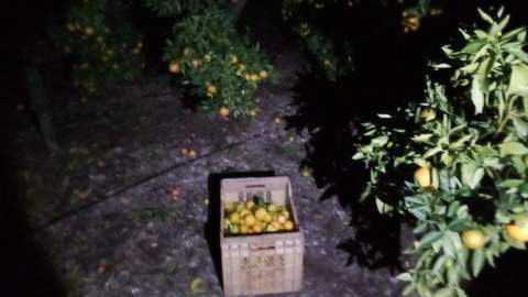 La rápida intervención de la Policía Local y del guarda rural evita un robo de clementinas en La Llosa