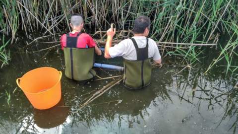 Fundación Global Nature combate las especies invasoras en el Prat de Cabanes-Torreblanca para mejorar la biodiversidad y la calidad del agua