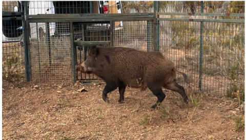 El plan municipal de Alcalà-Alcossebre contra la sobrepoblación de jabalís suma 389 capturas