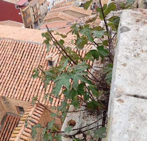 Albocàsser realiza trabajos de limpieza y mantenimiento en la parte alta del campanario para garantizar la seguridad y preservar el patrimonio